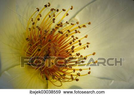 Stock Photo - "Garden Rose Spring Gold (Rosa pimpinellifolia var. hispida x Joanna Hill), detail of the blossom". Fotosearch