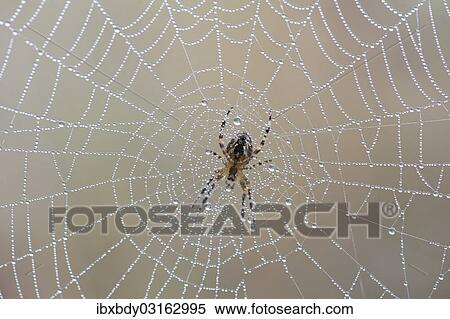 "Garden Spider or Cross Orbweaver (Araneus diadematus) sitting on a net with morning dew, Duvenstedter Brook nature reserve, Hamburg, Hamburg, Germany, Europe" View Large Photo Image Stock Photography - "Garden Spider or Cross Orbweaver (Araneus diadematus) sitting on a net with morning dew, Duvenstedter Brook nature reserve, Hamburg, Hamburg, Germany, Europe". Fotosearch