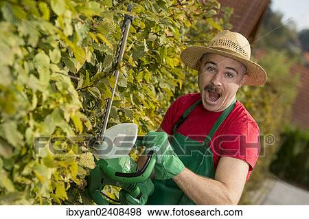 Gardener using a hedge trimmer View Large Photo Image Stock Photo - Gardener using a hedge trimmer. Fotosearch