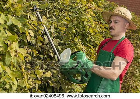 Gardener using a hedge trimmer View Large Photo Image Stock Photograph - Gardener using a hedge trimmer. Fotosearch