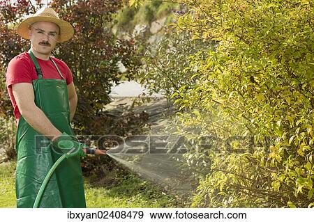 Gardener watering bushes View Large Photo Image Stock Photo - Gardener watering bushes. Fotosearch