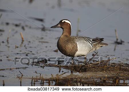 "Garganey (Anas querquedula), drake in shallow water, Burgenland, Austria, Europe" View Large Photo Image Stock Photo - "Garganey (Anas querquedula), drake in shallow water, Burgenland, Austria, Europe". Fotosearch