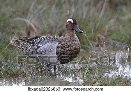 "Garganey (Anas querquedula), male standing on the shore, Lake Neusiedl, Burgenland, Austria, Europe" View Large Photo Image Stock Image - "Garganey (Anas querquedula), male standing on the shore, Lake Neusiedl, Burgenland, Austria, Europe". Fotosearch