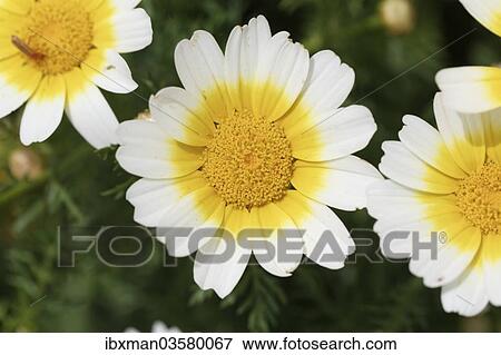 "Garland Chrysanthemum (Glebionis coronaria var discolor), Datca, Datca Peninsula, Mugla Province, Aegean, Turkey, Asia" View Large Photo Image Stock Photo - "Garland Chrysanthemum (Glebionis coronaria var discolor), Datca, Datca Peninsula, Mugla Province, Aegean, Turkey, Asia". Fotosearch