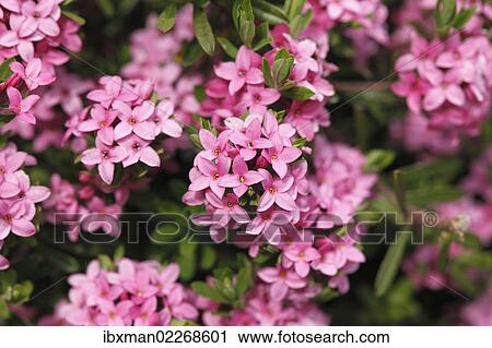 Stock Image - "Garland flower or Rose Daphne (Daphne cneorum), Styria, Austria, Europe". Fotosearch