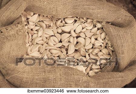 Garlic (Allium sativum) in a jute bag View Large Photo Image Stock Photograph - Garlic (Allium sativum) in a jute bag. Fotosearch