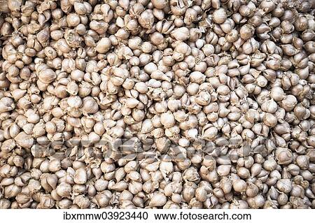 Garlic (Allium sativum) View Large Photo Image Stock Image - Garlic (Allium sativum). Fotosearch
