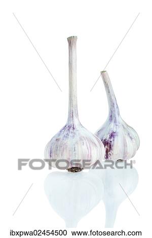 Garlic (Allium sativum) View Large Photo Image Stock Image - Garlic (Allium sativum). Fotosearch