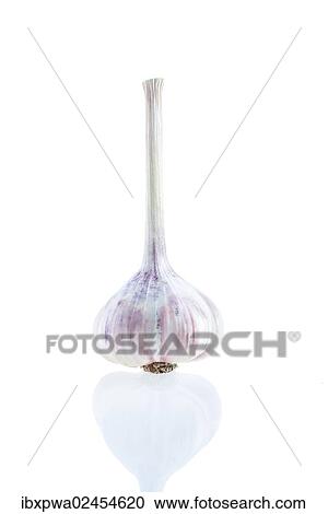 Garlic (Allium sativum) View Large Photo Image Stock Image - Garlic (Allium sativum). Fotosearch