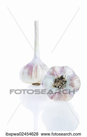 Garlic (Allium sativum) View Large Photo Image Stock Photo - Garlic (Allium sativum). Fotosearch