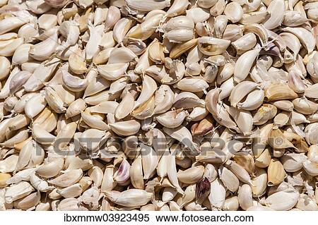 Garlic (Allium sativum) View Large Photo Image Stock Photography - Garlic (Allium sativum). Fotosearch