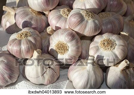 "Garlic bulbs, Germany, Europe" View Large Photo Image Stock Image - "Garlic bulbs, Germany, Europe". Fotosearch