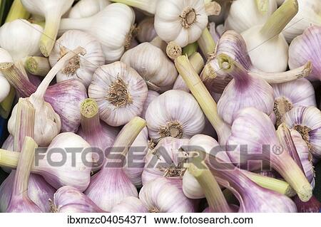 Garlic bulbs View Large Photo Image Stock Image - Garlic bulbs. Fotosearch