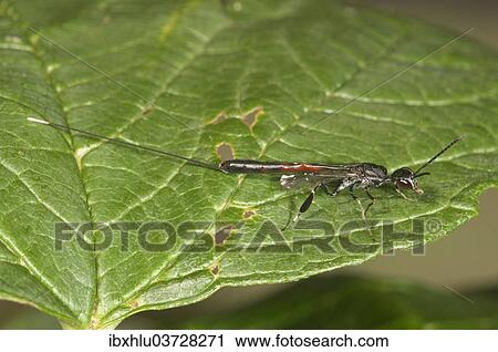 Stock Image - "Gasteruptiid Wasp (Gasteruption jaculator), female, Baden-Wurttemberg, Germany, Europe". Fotosearch