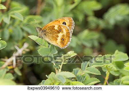 "Gatekeeper butterfly (Pyronia tithonus), on a leaf, South Wales, United Kingdom, Europe" View Large Photo Image Stock Image - "Gatekeeper butterfly (Pyronia tithonus), on a leaf, South Wales, United Kingdom, Europe". Fotosearch