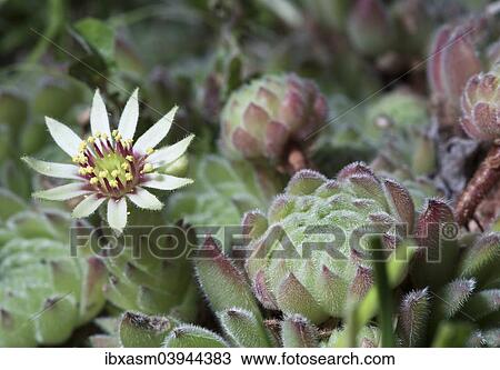 Gaudin's Houseleek (Sempervivum grandiflorum) View Large Photo Image Stock Image - Gaudin's Houseleek (Sempervivum grandiflorum). Fotosearch