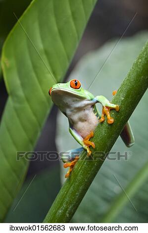 "Gaudy Leaf Frog, Redeyed Tree Frog (Agalychnis callidryas), rainforest, Costa Rica, Central America, North America" View Large Photo Image Stock Image - "Gaudy Leaf Frog, Redeyed Tree Frog (Agalychnis callidryas), rainforest, Costa Rica, Central America, North America". Fotosearch