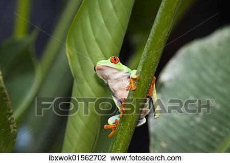 "Gaudy Leaf Frog, Redeyed Tree Frog (Agalychnis callidryas), rainforest, Costa Rica, Central America, North America" View Large Photo Image Stock Image - "Gaudy Leaf Frog, Redeyed Tree Frog (Agalychnis callidryas), rainforest, Costa Rica, Central America, North America". Fotosearch