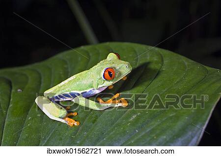 "Gaudy Leaf Frog, Redeyed Tree Frog (Agalychnis callidryas), rainforest, Costa Rica, Central America, North America" View Large Photo Image Stock Image - "Gaudy Leaf Frog, Redeyed Tree Frog (Agalychnis callidryas), rainforest, Costa Rica, Central America, North America". Fotosearch
