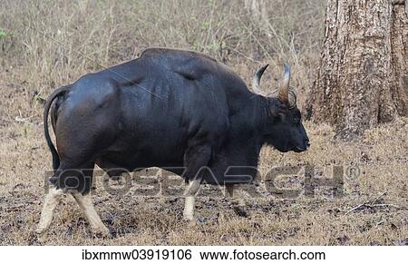 "Gaur (Bos gaurus), bull, Nagarhole National Park, Karnataka, India, Asia" View Large Photo Image Stock Photograph - "Gaur (Bos gaurus), bull, Nagarhole National Park, Karnataka, India, Asia". Fotosearch