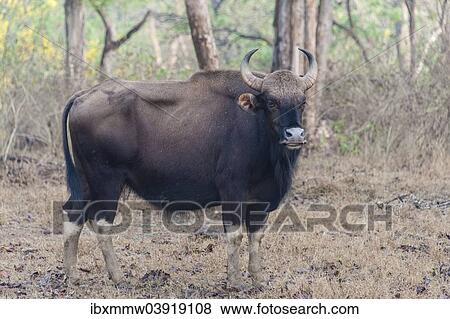 Stock Photo - "Gaur (Bos gaurus), cow, Nagarhole National Park, Karnataka, India, Asia". Fotosearch