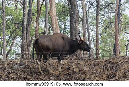 "Gaur (Bos gaurus), cow, Nagarhole National Park, Karnataka, India, Asia" View Large Photo Image Stock Photography - "Gaur (Bos gaurus), cow, Nagarhole National Park, Karnataka, India, Asia". Fotosearch
