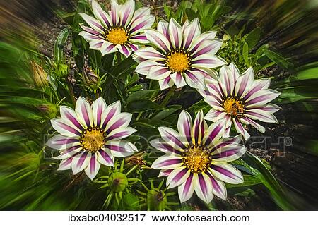 Stock Photo - Gazania (Gazania sp. ). Fotosearch