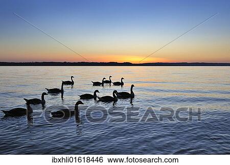 Stock Photograph - "Geese in the sunset on Starnberger See or Lake Starnberg in Ambach, Muensing, Upper Bavaria, Bavaria, Germany, Europe". Fotosearch