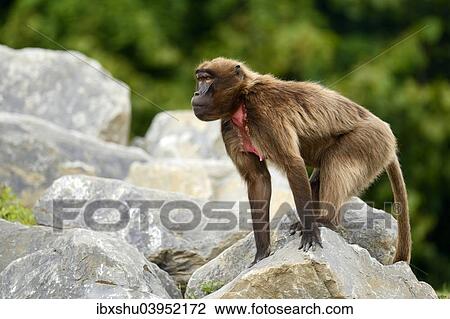 "Gelada (Theropithecus gelada), female, captive, Switzerland, Europe" View Large Photo Image Stock Image - "Gelada (Theropithecus gelada), female, captive, Switzerland, Europe". Fotosearch