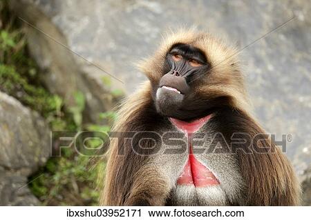 "Gelada (Theropithecus gelada), male, captive, Switzerland, Europe" View Large Photo Image Stock Image - "Gelada (Theropithecus gelada), male, captive, Switzerland, Europe". Fotosearch