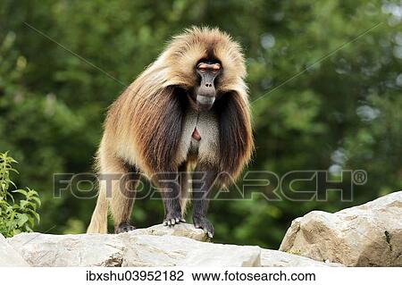 "Gelada (Theropithecus gelada), male, standing on rock, captive, Switzerland, Europe" View Large Photo Image Stock Image - "Gelada (Theropithecus gelada), male, standing on rock, captive, Switzerland, Europe". Fotosearch