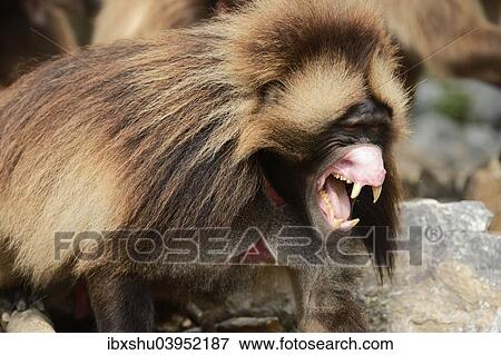 Stock Photo - "Gelada (Theropithecus gelada), male showing his teeth, captive, Switzerland, Europe". Fotosearch