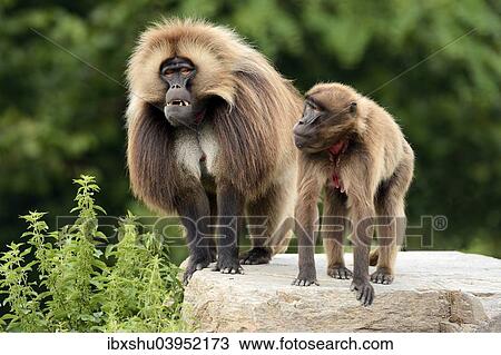 "Geladas (Theropithecus gelada), pair standing on rock, captive, Switzerland, Europe" View Large Photo Image Stock Image - "Geladas (Theropithecus gelada), pair standing on rock, captive, Switzerland, Europe". Fotosearch