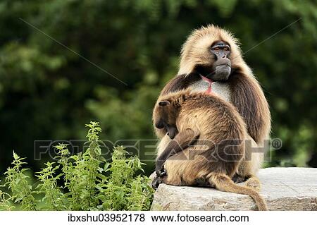 Stock Photo - "Geladas (Theropithecus gelada), pair sitting on rock, captive, Switzerland, Europe". Fotosearch