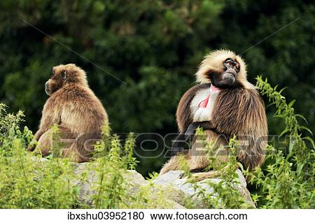 Stock Image - "Geladas (Theropithecus gelada), captive, Switzerland, Europe". Fotosearch