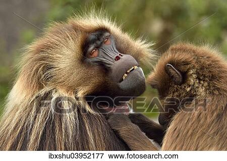 Stock Photo - "Geladas (Theropithecus gelada) grooming, captive, Switzerland, Europe". Fotosearch