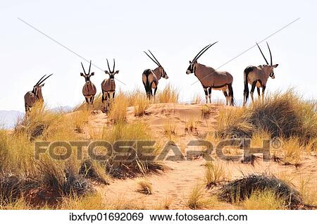 "Gemsbok or gemsbuck (Oryx gazella) on a dune in the Namib Rand Nature Reserve, Namib Desert, Namibia, Africa" View Large Photo Image Stock Photo - "Gemsbok or gemsbuck (Oryx gazella) on a dune in the Namib Rand Nature Reserve, Namib Desert, Namibia, Africa". Fotosearch