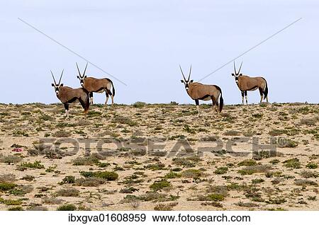 "Gemsbok or gemsbuck (Oryx gazella), Namaqualand, South Africa, Africa" View Large Photo Image Stock Photo - "Gemsbok or gemsbuck (Oryx gazella), Namaqualand, South Africa, Africa". Fotosearch
