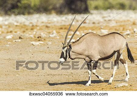 "Gemsbok or Oryx (Oryx gazella), Etosha National Park, Namibia, Africa" View Large Photo Image Stock Photograph - "Gemsbok or Oryx (Oryx gazella), Etosha National Park, Namibia, Africa". Fotosearch