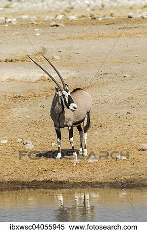 "Gemsbok or Oryx (Oryx gazella), Etosha National Park, Namibia, Africa" View Large Photo Image Stock Photography - "Gemsbok or Oryx (Oryx gazella), Etosha National Park, Namibia, Africa". Fotosearch