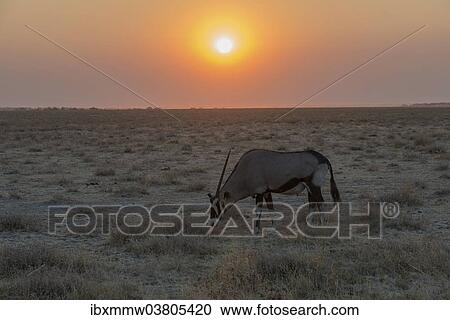 Stock Image - "Gemsbok (Oryx gazella) at sunset, Etosha National Park, Namibia, Africa". Fotosearch