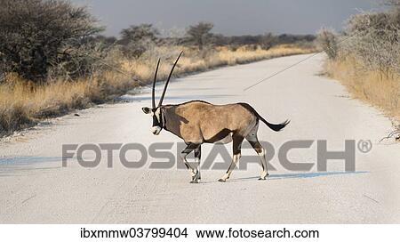 "Gemsbok (Oryx gazella) crossing road, Etosha National Park, Namibia, Africa" View Large Photo Image Picture - "Gemsbok (Oryx gazella) crossing road, Etosha National Park, Namibia, Africa". Fotosearch