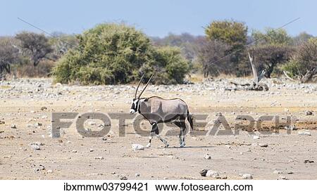 "Gemsbok (Oryx gazella), Etosha National Park, Namibia, Africa" View Large Photo Image Stock Image - "Gemsbok (Oryx gazella), Etosha National Park, Namibia, Africa". Fotosearch