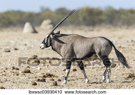 Stock Image - "Gemsbok (Oryx gazella), Etosha National Park, Namibia, Africa". Fotosearch