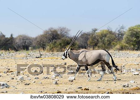 Stock Photo - "Gemsbok (Oryx gazella), Etosha National Park, Namibia, Africa". Fotosearch
