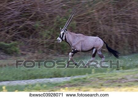 "Gemsbok (Oryx gazella), Hoarusib, Puros, Kaokoland, Namibia, Africa" View Large Photo Image Stock Image - "Gemsbok (Oryx gazella), Hoarusib, Puros, Kaokoland, Namibia, Africa". Fotosearch