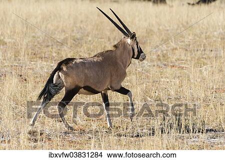 "Gemsbok (Oryx gazella), Kalahari Desert, Namibia, Africa" View Large Photo Image Picture - "Gemsbok (Oryx gazella), Kalahari Desert, Namibia, Africa". Fotosearch