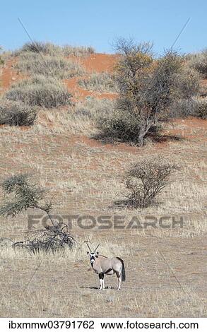 Stock Image - "Gemsbok (Oryx gazella), Kalahari, Namibia, Africa". Fotosearch