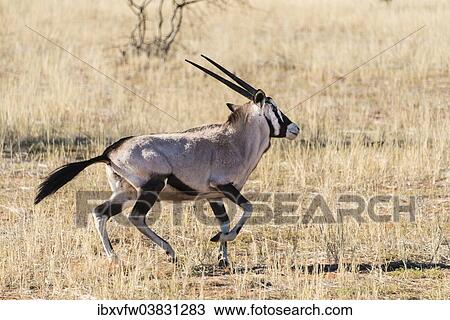 "Gemsbok (Oryx gazella), Kalahari Desert, Namibia, Africa" View Large Photo Image Stock Image - "Gemsbok (Oryx gazella), Kalahari Desert, Namibia, Africa". Fotosearch