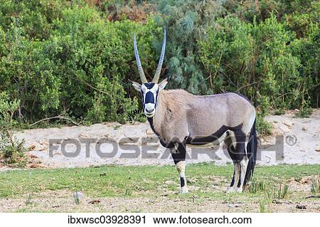"Gemsbok (Oryx gazella), Kaokoland, Namibia, Africa" View Large Photo Image Stock Image - "Gemsbok (Oryx gazella), Kaokoland, Namibia, Africa". Fotosearch